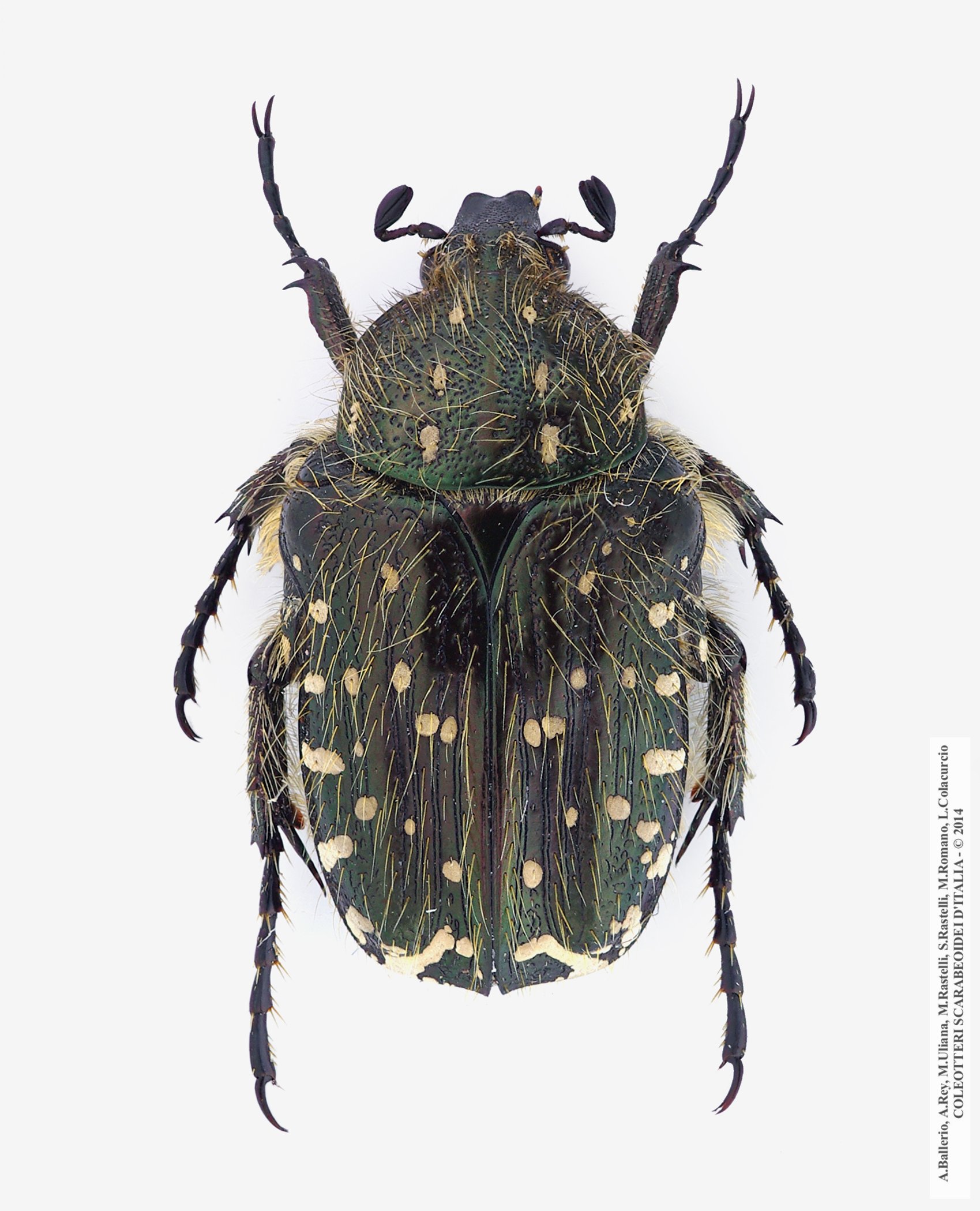 Oxythyrea funesta  